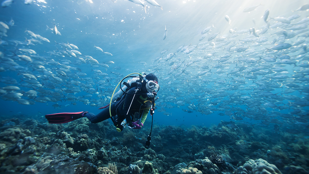 scuba-diver-swimming-with-school-of-fish-underwate-2026-03-26-22-38-53-utc 1